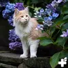 REAVET Senior Complete Pulver für ältere Katzen, reicht 3 Produktbild-Vorschau 10
