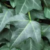 Bloomique - 2er-Set - Hedera Helix - Kleinblättriger Efeu - Produktbild-Vorschau 7