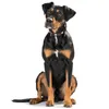 Hunter Halsband Swiss, Hund, Standardkragen, Schwarz, Produktbild-Vorschau 12
