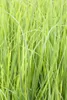 Panicum virgatum 'Northwind', Rutenhirse, aufrecht, 3-5 Produktbild-Vorschau 7