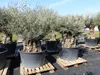 uriger, alter Olivenbaum, knorrige Olive 100 Jahre, Produktbild-Vorschau 4