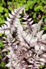 Stauden Gänge 3 x Athyrium niponicum 'Burgundy Lace' im 1 Produktbild-Vorschau 7