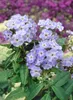 Phlox paniculata 'Blue Boy', Flammenblume, blau, ca. 11x11 Produktbild-Vorschau 1