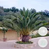 Bloomique - Zestaw 2 sztuk - Phoenix Canariensis - Palma Podgląd zdjęcia produktu 2