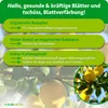 Purgrün -Zitronenbaum-Dünger 1 Liter Produktbild-Vorschau 3