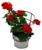 Geranien hängend - Pelargonium peltatum - 12cm Topf - Set Produktbild-Vorschau 2