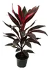 Lot 3 kusů Cordyline fruticosa, Lys Club, 12cm květináč Náhled obrázku produktu 3