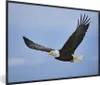MuchoWow® Gerahmtes Poster Ein fliegender Weißkopfseeadler Produktbild-Vorschau 1