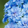 Bloomique - Lot de 3 - Delphinium Magic Fountains Bleu Ciel Voir les images du produit 4