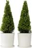 Houx crenelé - Set de 2 - Ilex crenata 'Jenny' - Hauteur Voir les images du produit 7