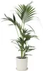 Kentia Palme - Howea forsteriana - Höhe 90-100cm - ⌀18cm Produktbild-Vorschau 7