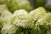 Hydrangea paniculata 'Limelight' -S-, Rispenhortensie, Produktbild-Vorschau 4