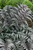 Athyrium niponicum 'Metallicum', Japanischer Produktbild-Vorschau 2
