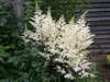 Stauden Gänge 1 x Astilbe arendsii 'Deutschland' - Produktbild-Vorschau 7