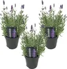 3er Set - Lavandula Angustifolia Ardèche - Lavendel Pflanze Produktbild-Vorschau 1