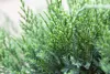 Juniperus pfitzeriana 'Mint Julep', Wacholder, grün, 15–20 Produktbild-Vorschau 4