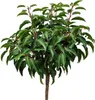 Ciliegio portoghese 'Prunus Myrtifolia' stelo standard 80 - Anteprima dell’immagine prodotto 1