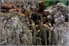 KOPI LUWAK Arabika Aceh Gayo - kawa ziarnista 200 g Podgląd zdjęcia produktu 7