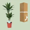 Drzewo smocze Dracaena Janet Lind Ø17 cm ↕70 cm Roślina Podgląd zdjęcia produktu 3
