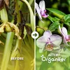 Orchidea Tekuté Hnojivo 10 L – 3-4-3 NPK – Pro Orchidey – Náhled obrázku produktu 2