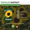 Sonnenblumen Einfache Riesen Samen - Helianthus annuus - Produktbild-Vorschau 8