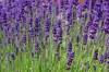 Stauden Gänge 100 x Lavandula angustifolia 'Hidcote Blue' - Produktbild-Vorschau 7