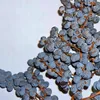 Nasiona palm - zestaw 10 sztuk - Mrozoodporna - Podgląd zdjęcia produktu 8