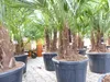Trachycarpus Fortunei Gruppe mehrstämmig Palme, winterhart Produktbild-Vorschau 8