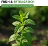 Pfefferminze Mehrjährig Samen - Mentha piperita - Produktbild-Vorschau 7
