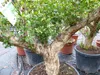 Punica Granatum 160 - 190 cm, uriger, alter & knorriger Produktbild-Vorschau 6