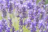 Stauden Gänge 3 x Lavandula angustifolia 'Essence Purple' - Produktbild-Vorschau 4