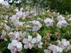 Stauden Gänge 1 x Geranium cantabrigiense 'Biokovo' -  Produktbild-Vorschau 4