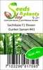 40x Sachikaze Riesen Gurken Gemüse Pflanzen - Samen #41 Produktbild-Vorschau 4