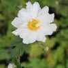 6 x Herbst Anemone  - Anemone hybrida 'Whirlwind'  | Topf Produktbild-Vorschau 1