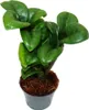 Mini roslina - palma Zamio - Zamioculcas zamiifolia - Podgląd zdjęcia produktu 2