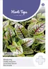 Blutampfer | Ampfersamen von Hortitops Produktbild-Vorschau 1