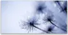Glasbilder 140x70 Wandbild Druck auf Glas Pusteblume Produktbild-Vorschau 1
