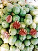 Ponthier GUAVE PÜREE Zitrus-Frucht-Püree 1KG Produktbild-Vorschau 4