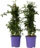 Prusznik płożący - 2 szt - Ceanothus thyrsiflorus Repens - Podgląd zdjęcia produktu 1