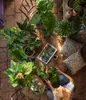 Dehner Glanzkölbchen, Aphelandra squarrosa, tropische Produktbild-Vorschau 5