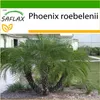 SAFLAX - Trpaslík - datľová palma - Phoenix roebelenii - 25 Náhľad obrázku produktu 10
