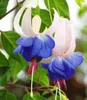 BALDUR Garten 6x Winterharte Fuchsien 'Blue Sarah', Produktbild-Vorschau 1