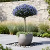 Lillà californiano Ceanothus thyrsiflorus Repens Ø19cm Anteprima dell’immagine prodotto 5