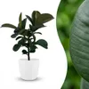 Plante caoutchouc - Ficus Elastica Cloe - Vert - Peu Voir les images du produit 2
