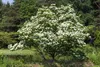 Cornus kousa, Japanischer Blumen-Hartriegel, 100–125 cm Produktbild-Vorschau 8