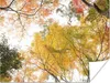 MuchoWow® Poster Japanischer Ahorn mit gelben und Produktbild-Vorschau 1