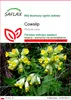SAFLAX - Cowslip - 100 Nasiona - Primula veris Podgląd zdjęcia produktu 1