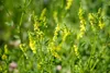 SAFLAX - Steinklee - Melilotus officinalis - 250 Samen Produktbild-Vorschau 4