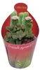 Crassula pyramidalis – pagodová sukulentka – rarita – Náhľad obrázku produktu 1