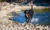 Chuckit! Dog Hračka Rebounce Ball M - loptičky z Náhľad obrázku produktu 8